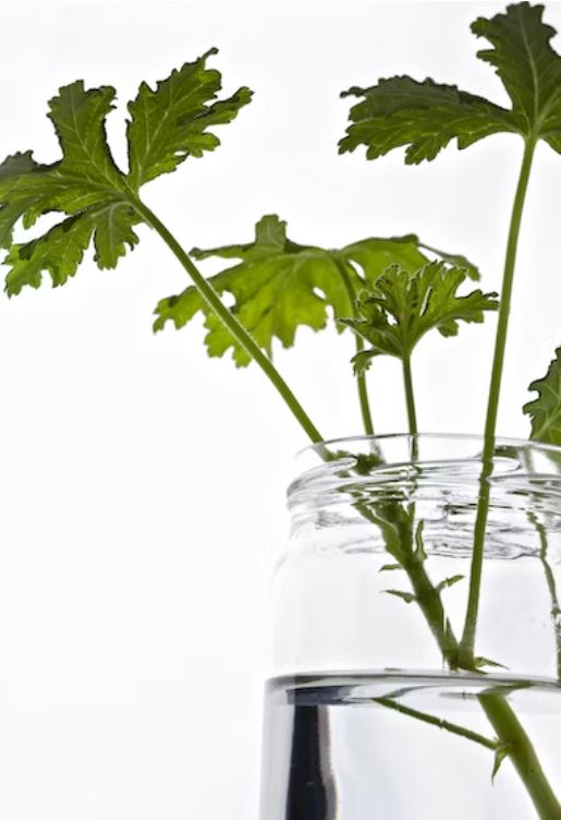 Herbs Anywhere: Growing Your Own Spice with a Pinch of Creativity
