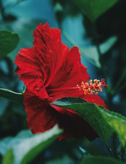 The Sacred Hibiscus